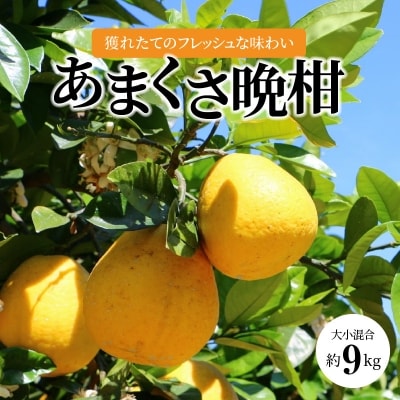 あまくさ晩柑 約9kg_S097-001A