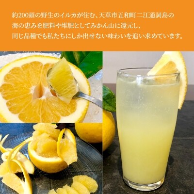 あまくさ晩柑 約9kg_S097-001A