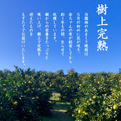 あまくさ晩柑 約9kg_S097-001A