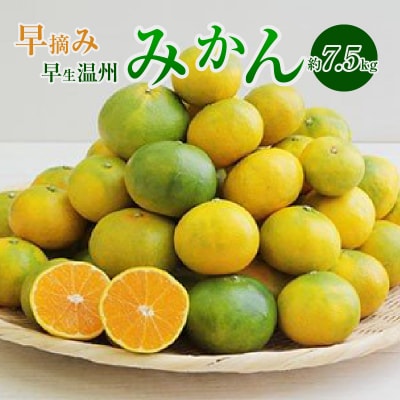 〈先行受付〉早摘み 早生温州みかん 約7.5kg _S040-020A