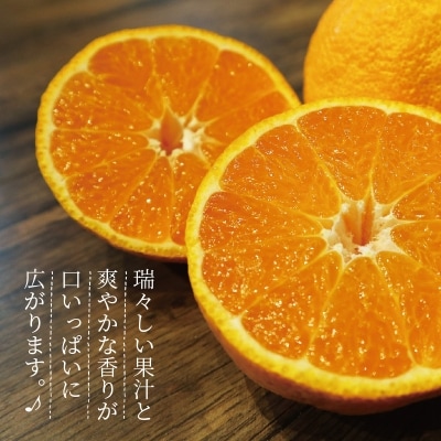 熊本県天草産　肥の豊5kg　2Lサイズ〈先行受付〉_S110-001