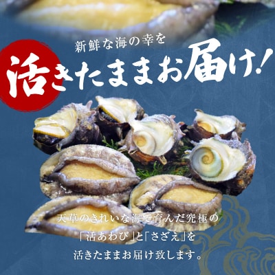 【指定日必須】天草産 活あわび・さざえ 浜焼きセット 約2～3人前_S002-017A