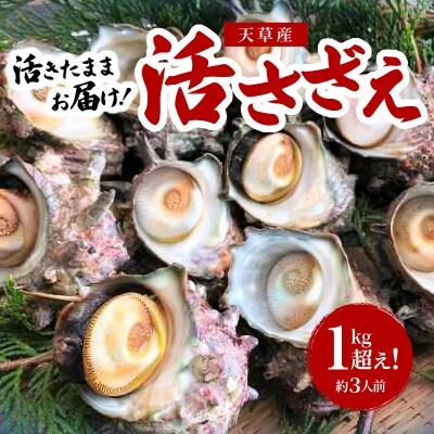 【指定日必須】活さざえ 1kg超え!　約3人前_S002-018A