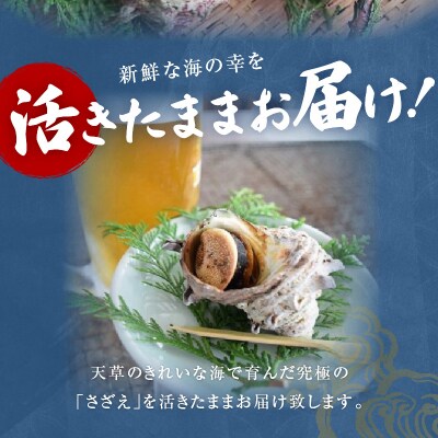 【指定日必須】活さざえ 1kg超え!　約3人前_S002-018A