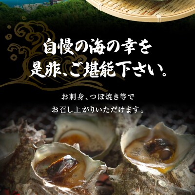 【指定日必須】活さざえ 1kg超え!　約3人前_S002-018A