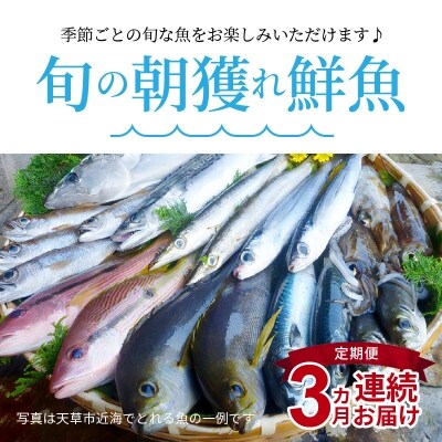 【指定日必須】【定期便3回】旬の朝獲れ鮮魚を3ケ月連続お届け♪_S059-T01A