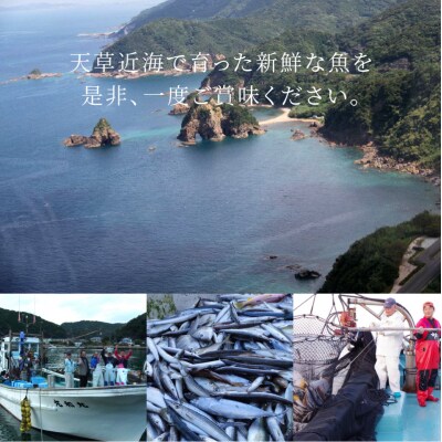 【指定日必須】【定期便3回】旬の朝獲れ鮮魚を3ケ月連続お届け♪_S059-T01A