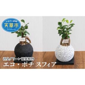 熊本県天草市 花 観葉植物のお礼品 返礼品一覧 ふるさと納税サイト さとふる