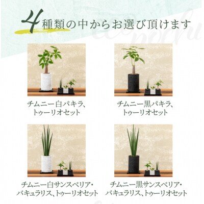 エコ ポチ チムニー トゥーリオセット 消臭元リプラス 栄養活力剤power付き S060 059 お礼品詳細 ふるさと納税なら さとふる