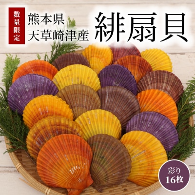 【指定日必須】熊本県天草崎津産 緋扇貝(ひおうぎがい)彩り 16枚_S021-003B