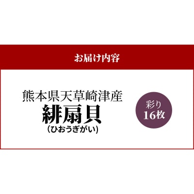 【指定日必須】熊本県天草崎津産 緋扇貝(ひおうぎがい)彩り 16枚_S021-003B