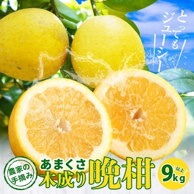 農家の手摘みあまくさ木成り晩柑 約9kg 先行受付_S040-023A