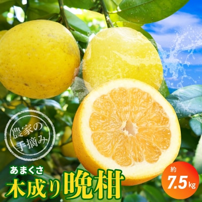 農家の手摘みあまくさ木成り晩柑 約7.5kg 先行受付_S040-023A