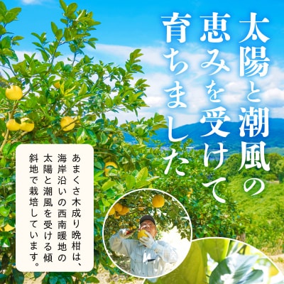 農家の手摘みあまくさ木成り晩柑 約7.5kg 先行受付_S040-023A