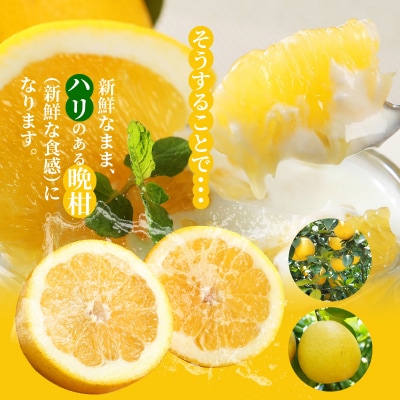 農家の手摘みあまくさ木成り晩柑 約9kg 先行受付_S040-023A