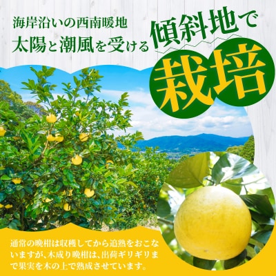 【定期便3回】もぎたて!! 愛情たっぷりあまくさ木成り晩柑食べ比べコース_S040-024A