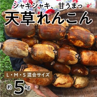 【指定日必須】天草れんこん サイズ混合 5kg_S089-006A