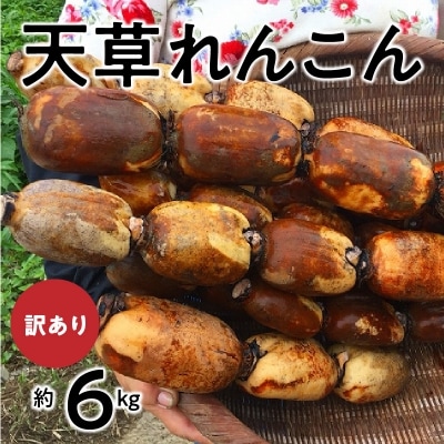 訳あり 天草れんこん サイズ混合 約6kg_S089-008A