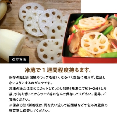 訳あり 天草れんこん サイズ混合 約6kg_S089-008A