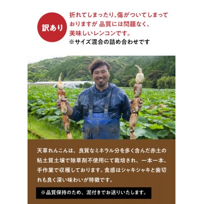 訳あり 天草れんこん サイズ混合 約6kg_S089-008A