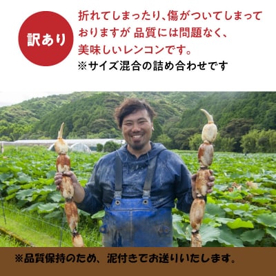天草れんこん 8月・12月 2回お届け 各約5kg_S089-007