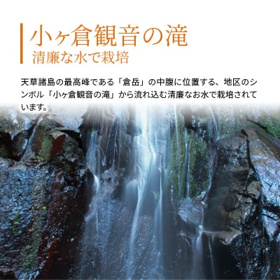 天草市栖本町産　小ヶ倉清き米(くまさんの輝き)　精米 5kg_S135-003