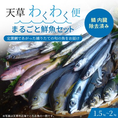 【鱗 内臓 除去済み】 【指定日必須】天草わくわく便 まるごと鮮魚セット _S059-017A