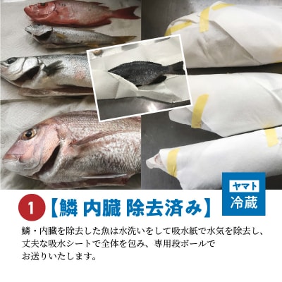 【鱗 内臓 除去済み】 【指定日必須】天草わくわく便 まるごと鮮魚セット _S059-017A