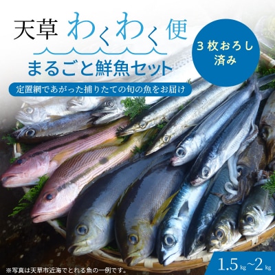 【3枚おろし済み】【指定日必須】 天草わくわく便 まるごと鮮魚セット_S059-018A