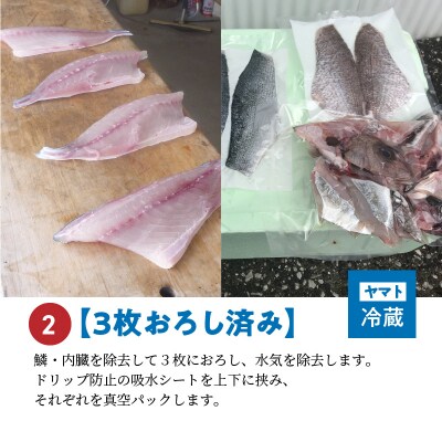 【3枚おろし済み】【指定日必須】 天草わくわく便 まるごと鮮魚セット_S059-018A
