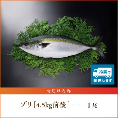 【指定日必須】天草 ぶりまるごと 一尾 4.5kg前後×1尾 ブリ 鰤_S042-003A