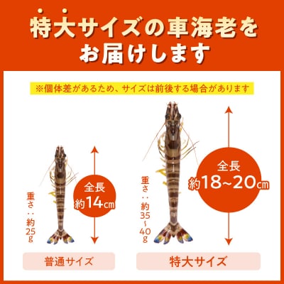 特大 車エビ 2パック セット_S059-020A