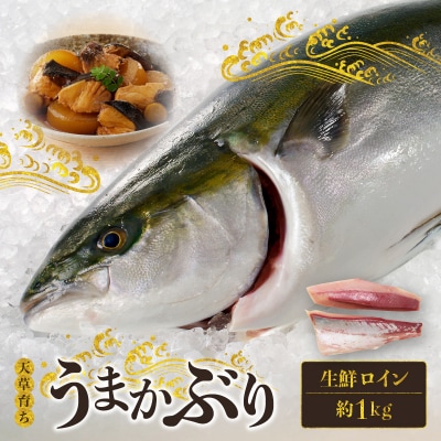【天草育ち】活じめ!うまかぶり生鮮ロイン2節 約1kg(切るだけ、手間いらず)_S137-005