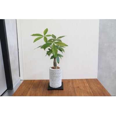エコ・ポチ チムニー 白 パキラ 観葉植物_S060-076A