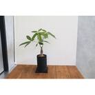エコ・ポチ チムニー 黒 パキラ 観葉植物_S060-077A