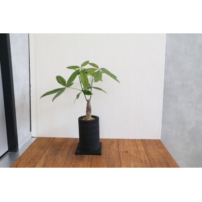 エコ・ポチ チムニー 黒 パキラ 観葉植物_S060-077A