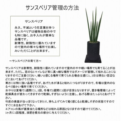 エコ・ポチ チムニー　黒 サンスベリア・バキュラリス_S060-079A