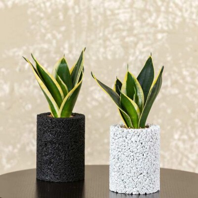 エコ・ポチ シリンダー2個セット　白&黒サンスベリア・ハニー_S060-102