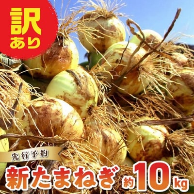 令和9年4月出荷 訳あり新たまねぎ【先行受付】_S010-077