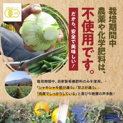 令和9年4月出荷 訳あり新たまねぎ【先行受付】_S010-077