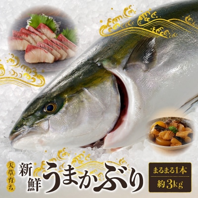【指定日必須】活じめ!新鮮うまかぶり まるまる1本!(内臓処理済)約3kg_S137-008