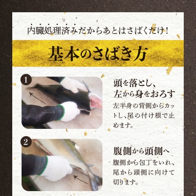 【指定日必須】活じめ!新鮮うまかぶり まるまる1本!(内臓処理済)約3kg_S137-008