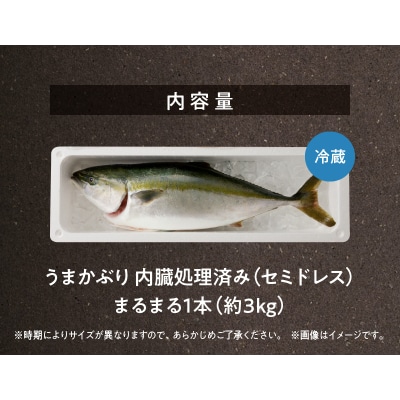 【指定日必須】活じめ!新鮮うまかぶり まるまる1本!(内臓処理済)約3kg_S137-008