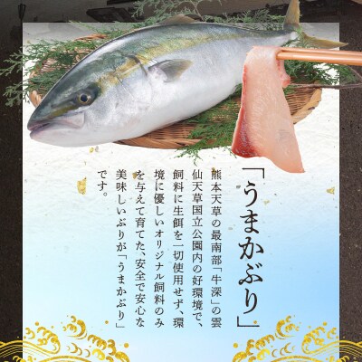 【天草育ち】活じめ!うまかぶりたたき2節　約700g(切るだけ、手間いらず)_S137-011