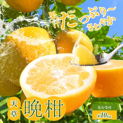 あまくさ晩柑 約10kg【先行受付】_S149-002