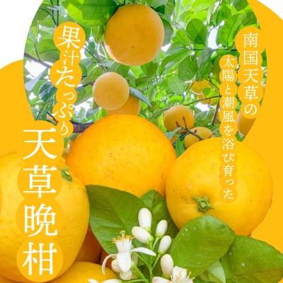 あまくさ晩柑 約10kg【先行受付】_S149-002