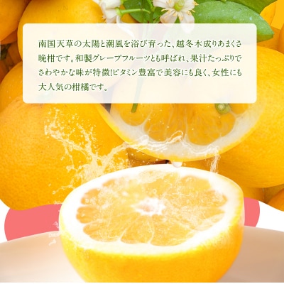 あまくさ晩柑 約10kg【先行受付】_S149-002