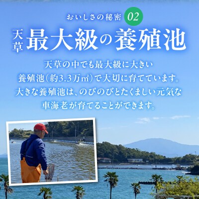 家庭用 Lサイズ 冷凍 車海老(要加熱)750g_S146-002