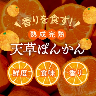 香りを食す!熟成完熟天草ぽんかん 2月発送 約10kg箱 秀品〈先行受付〉_S117-011
