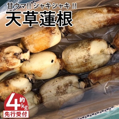 天草蓮根 約4キロ〈先行受付〉_S089-010